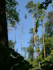 abgestorbene Bäume 3.jpg